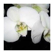 Ronni Wetmore's photo