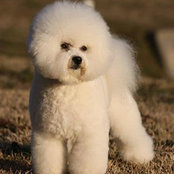 Deena's CheramiBichons's photo
