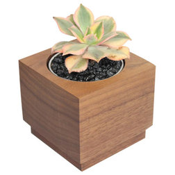Contemporary Plants Aeonium - 3" Domestic Hardwood Potted Cactus and Succulents