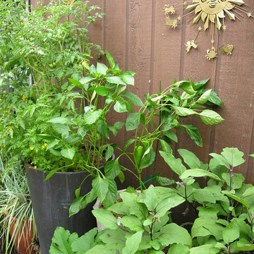 Vegetable variety | Artistry Landscaping Design