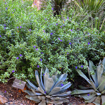 Southwestern Plants