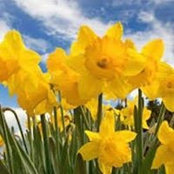 Diane Murphy's photo