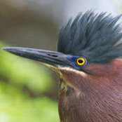 Karen Robbins's photo