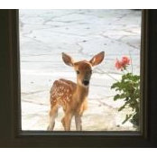 Joan Ames's photo