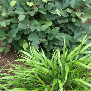 Weston Garden