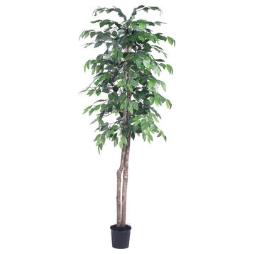 Vickerman TEC0160-07 6' Artificial Ficus, Black Plastic Pot