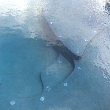 Custom Concrete Pool with Waterfall
