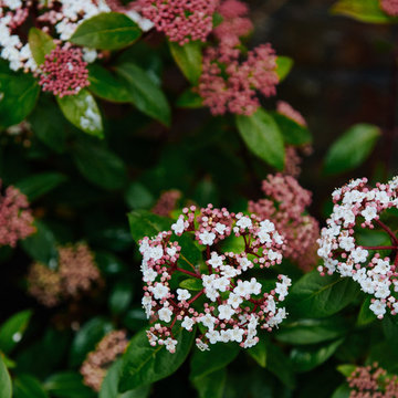 Garden Design and Build | Knightsbridge