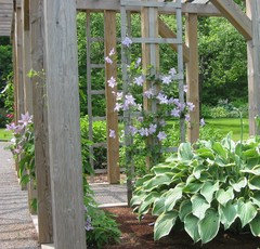 Please recommend an arbor worthy clematis