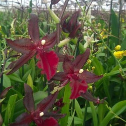 orchids - Products