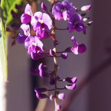 Lilac vine