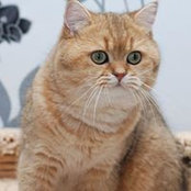 Галина Бевза's photo