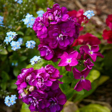 Early Spring Delight