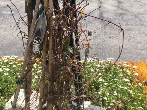 Clematis pruning questions