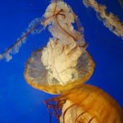 Foto von Elizabeth Hoffman