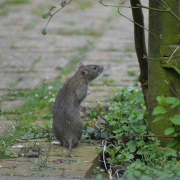 What Pests to Look Out for at Home