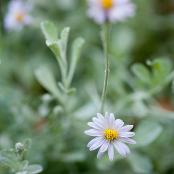 Silver Groundcover