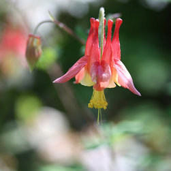 Columbine - Home Decor