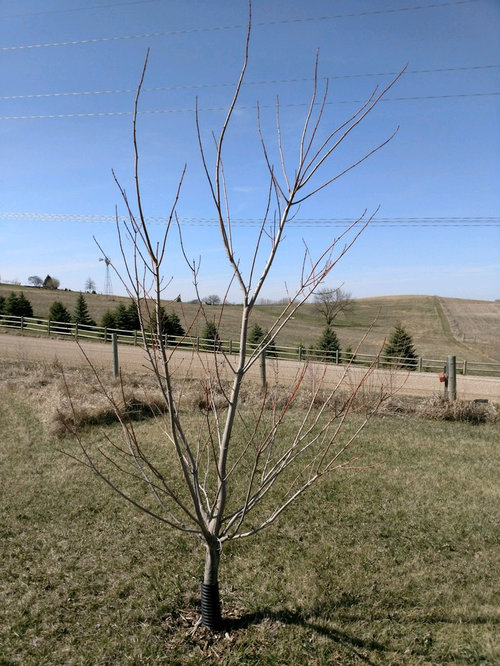 pruning maple trees best time