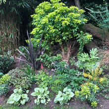 Shade Plants