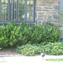 Foundation Plants