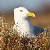 Eileen Carlton's photo