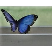 Lee-Joan Wood's photo