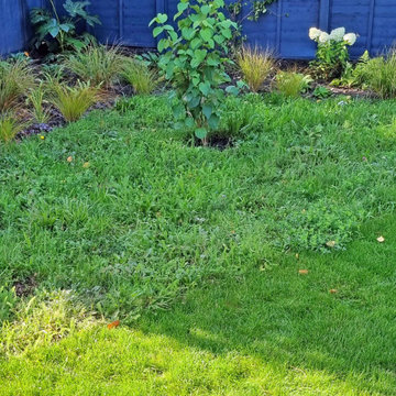 Lush wildflower lawn - Epsom