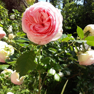 Cap d'Ail Garden Design
