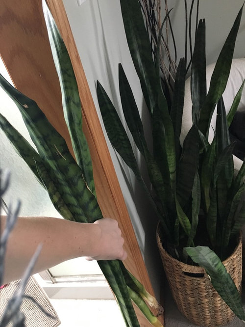 Can I save my snake plant??