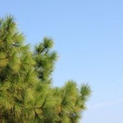 Foto von Mai Ylang