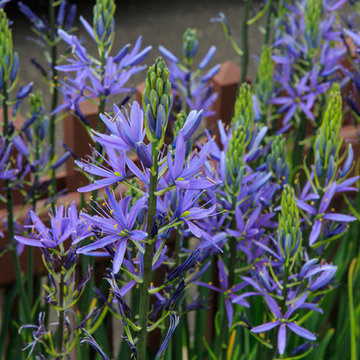 Varied Plants for New England Landscapes
