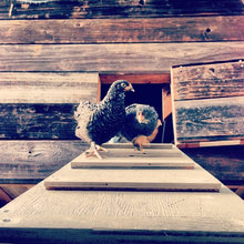Chickens