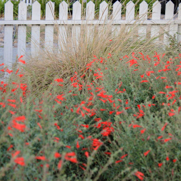 California Native Garden and Bioswale
