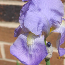 My beloved Irises