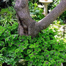 water wise plants