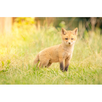 Baby Red Fox in the Sun Wildlife Photography Unframed Wall Art Print, 8" X 10"