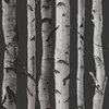 Distinctive Black Birch Tree Wallpaper Bolt