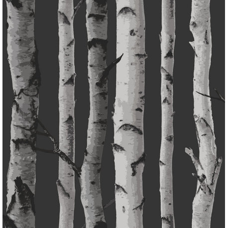 Distinctive Black Birch Tree Wallpaper Bolt