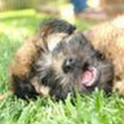 Foto de Severa Lynch