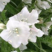 Gail Boden's photo