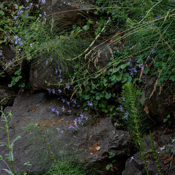 Natural Creekside Scene with Native Plants and Blooming Purple Flowers