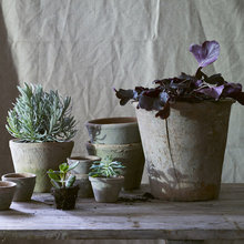 Nevill Road Garden