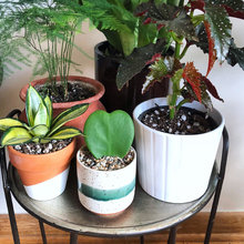 House Plants