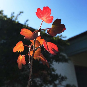 2018 Native Plant Garden Tour