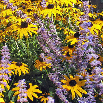 Mixing Perennials