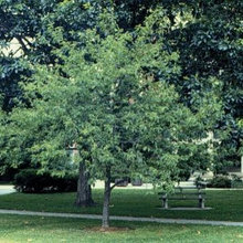 Shade tree: Caleb and Heidi