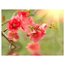 Azalea Reflection Wallpaper Mural, 400x309 cm