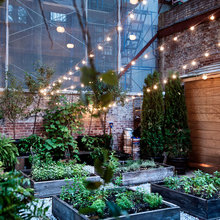 Herbaceous