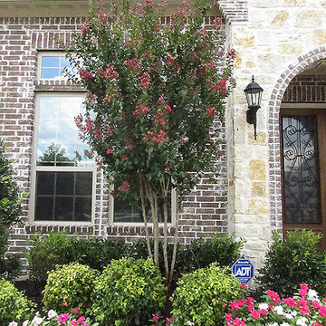 Centennial Crape Myrtle